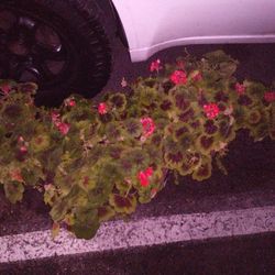 Potted Flowers