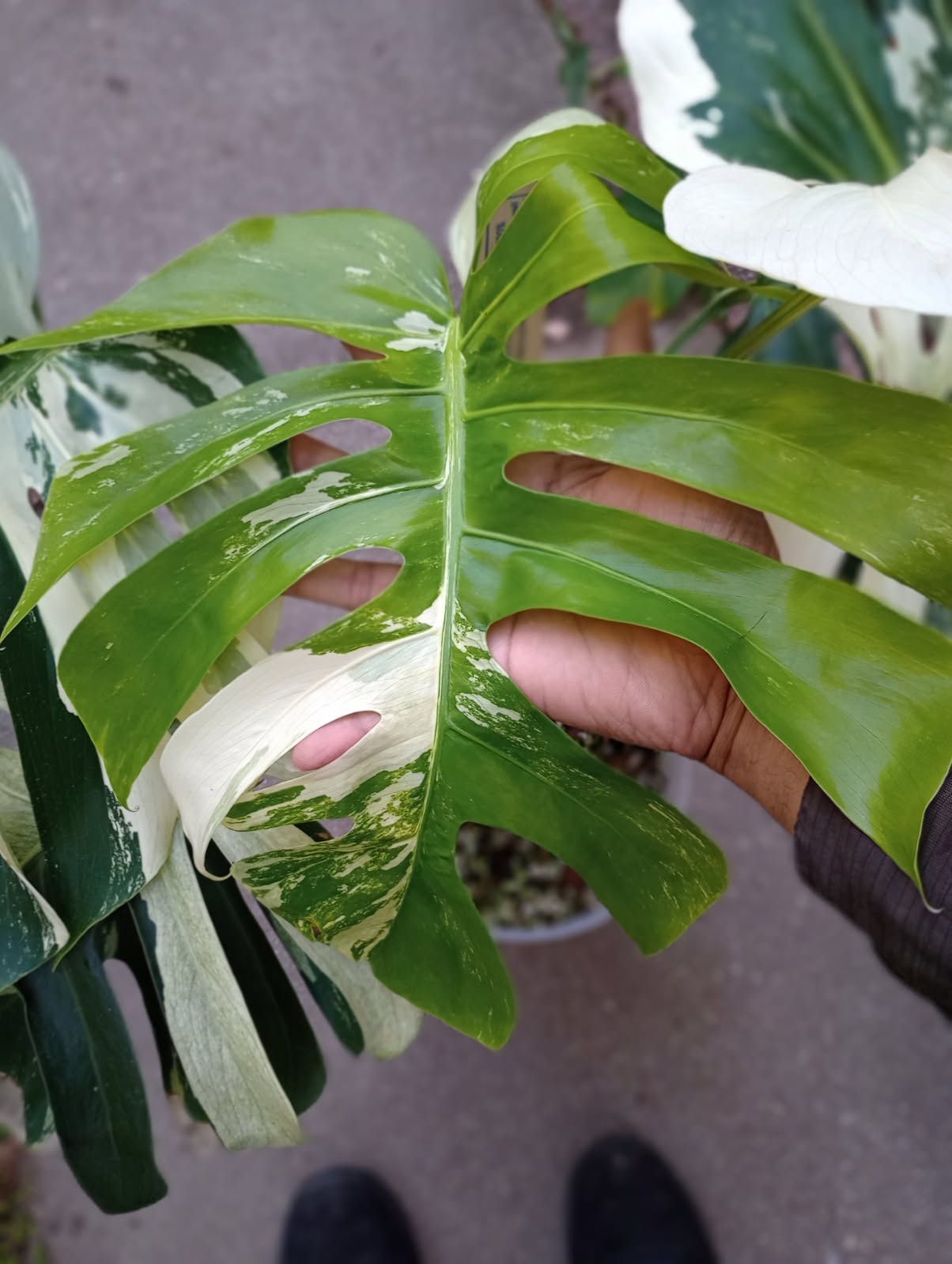 Variegated Monstera  Mint NOID  Plant Cutting