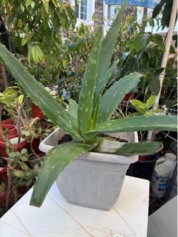 Aloe vera plant
