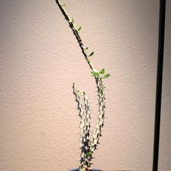 Madagascar Ocotillo 