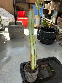 Succulents/ Cactus For Sale