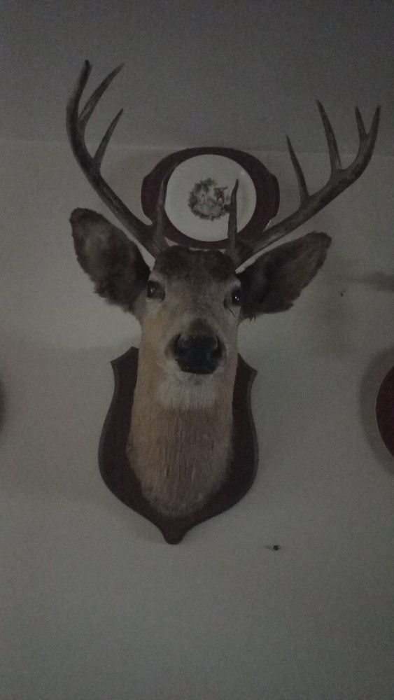 Taxidermy