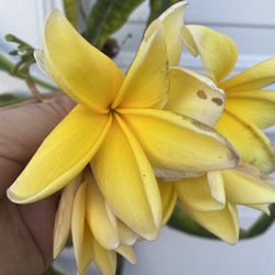 Plumeria Yellow Frangipani Fresh Unrooted Cutting,  With Fragrant Flowers  Pick Up In City Of Whittier 