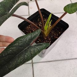 Alocasia Scalprum 
