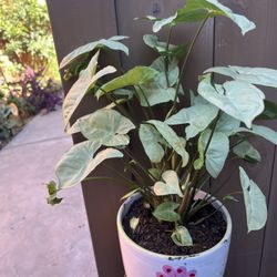 Plant 