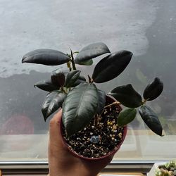 Ficus Rubber Tree