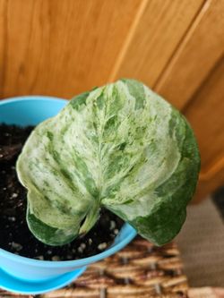Potho "Manjula" (Blue pot-F)