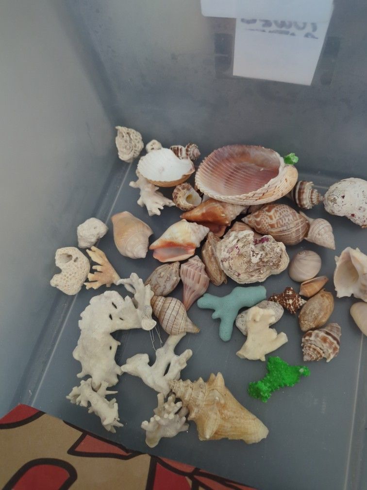real sea shells and corals