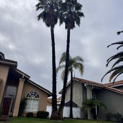 Palm Tree