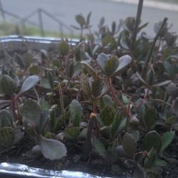 Mother Of Millions Plant