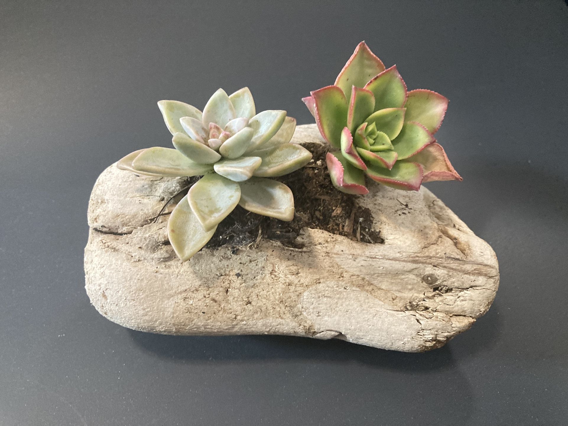 Driftwood Planter with Succulents 
