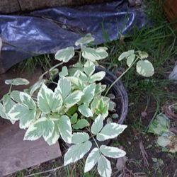 Variety Hen and Chicks, and other Starter plants