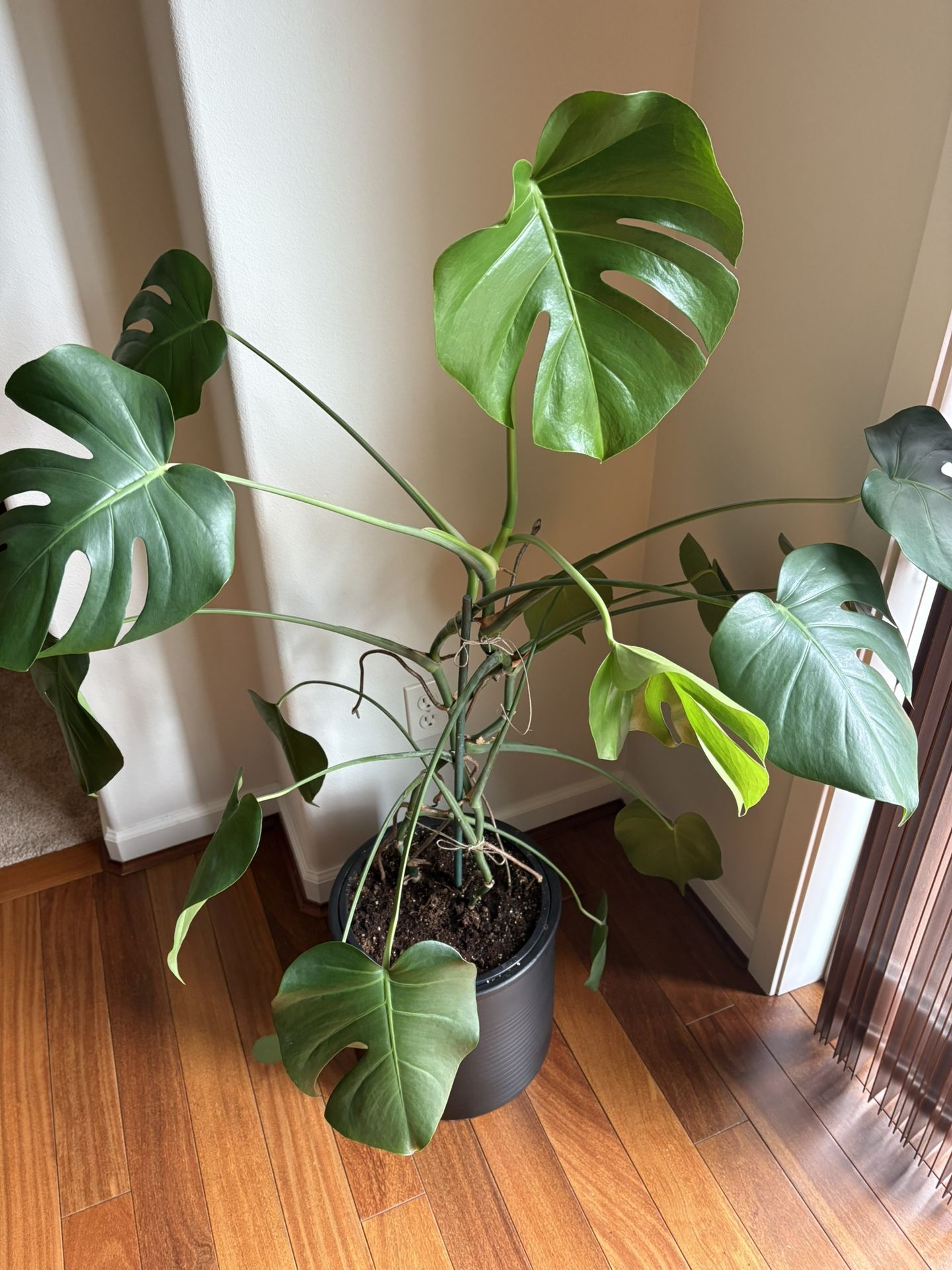 Monstera Plant
