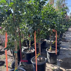 Pixie Tangerines( Yes Available ) Information Is In Description