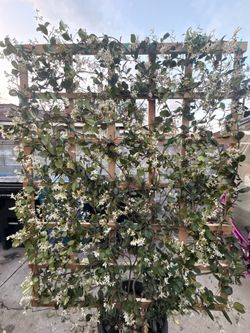 Roses, trees, palms, trellis and more