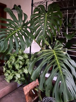 Super huge Monstera Deliciosa with four big leaves