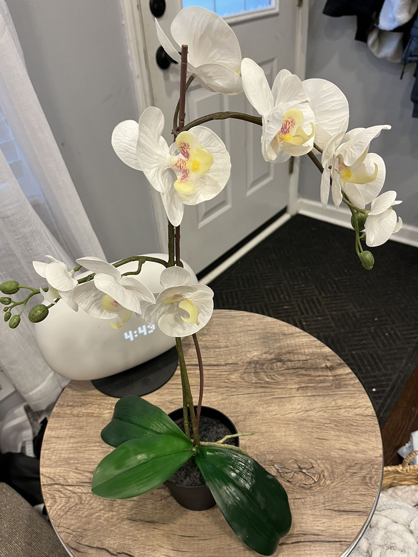 Fake Orchid Plant