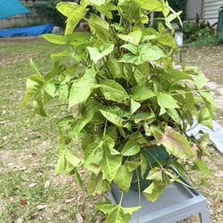 Large Arrowhead Pink & Variegated And Pothos Very Healthy Extra Large