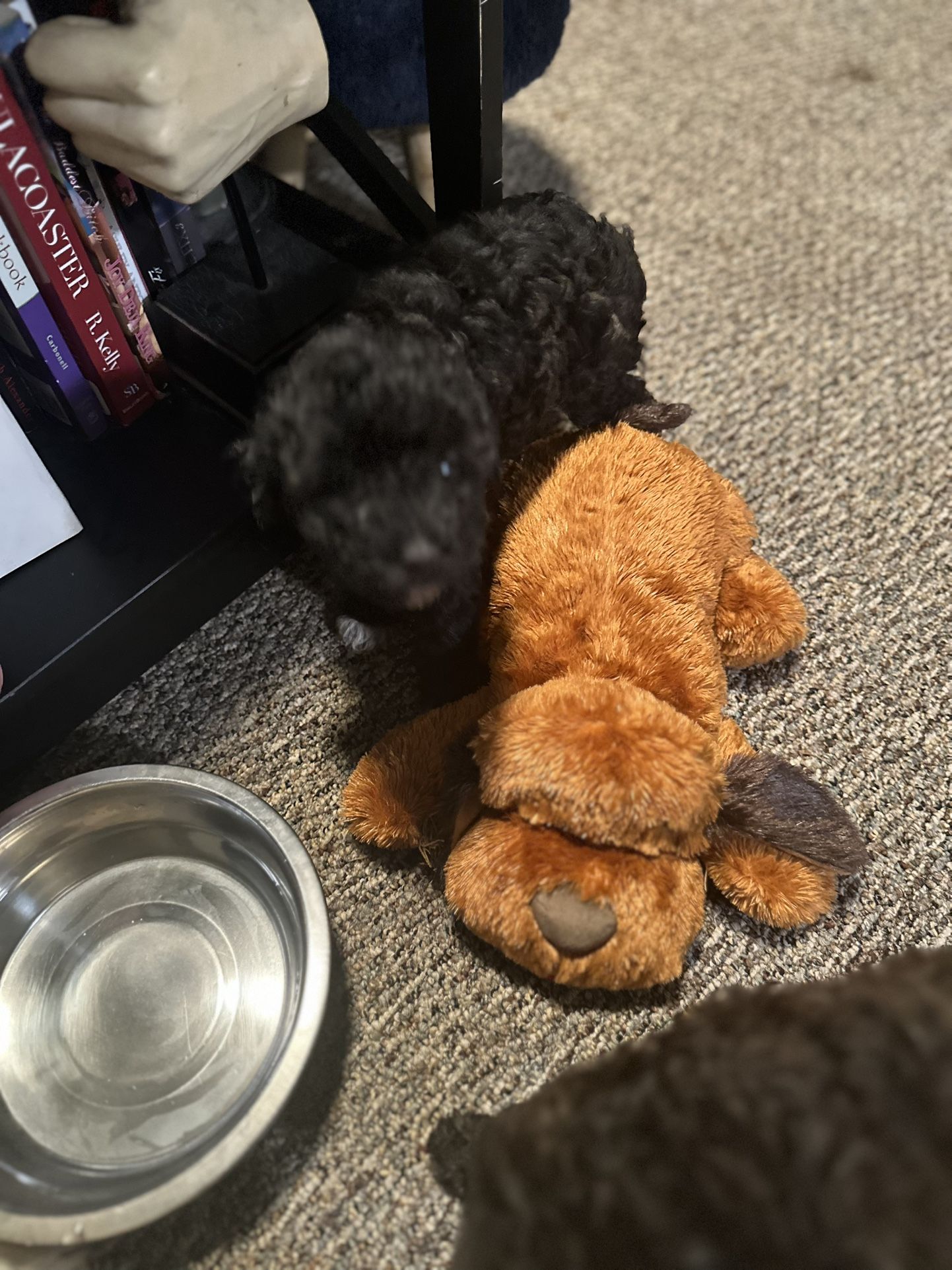 Plush Yorkiepoo’s