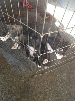 Cages for pets