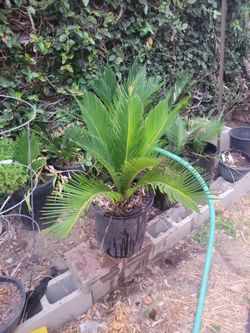 Sego Palm Tree