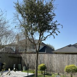 Free Tree Must Dig Out