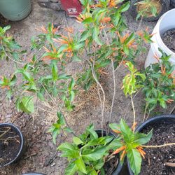 Mexican Honeysuckle Plant 