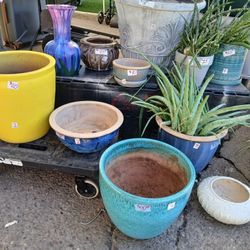 Planters  Pot,  Aloe, Snake Plant, Wves Needle