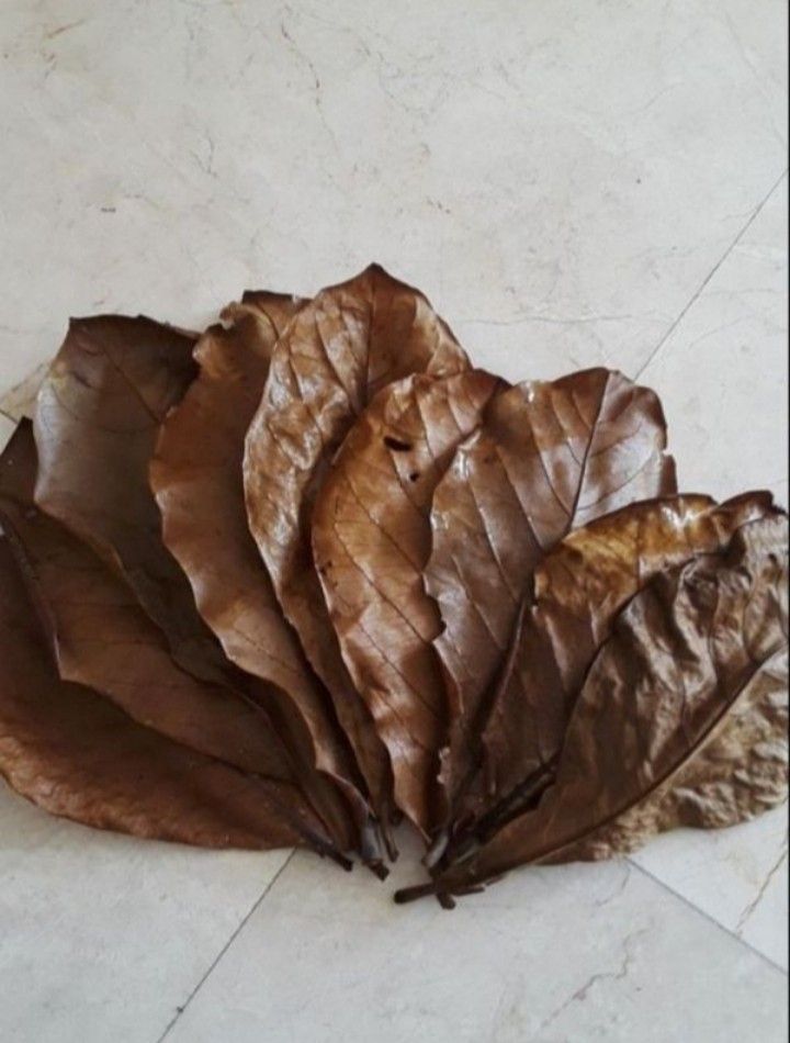 30:10" + Organic Almond (Sun Dried) Leaves. $5