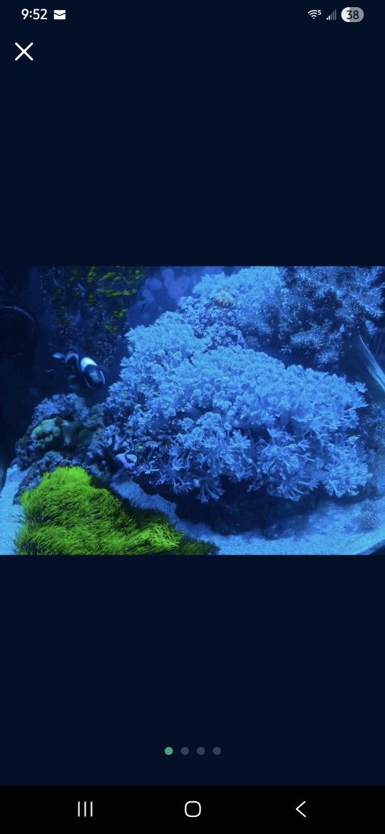 Pulsating xenia and GSP...large bag