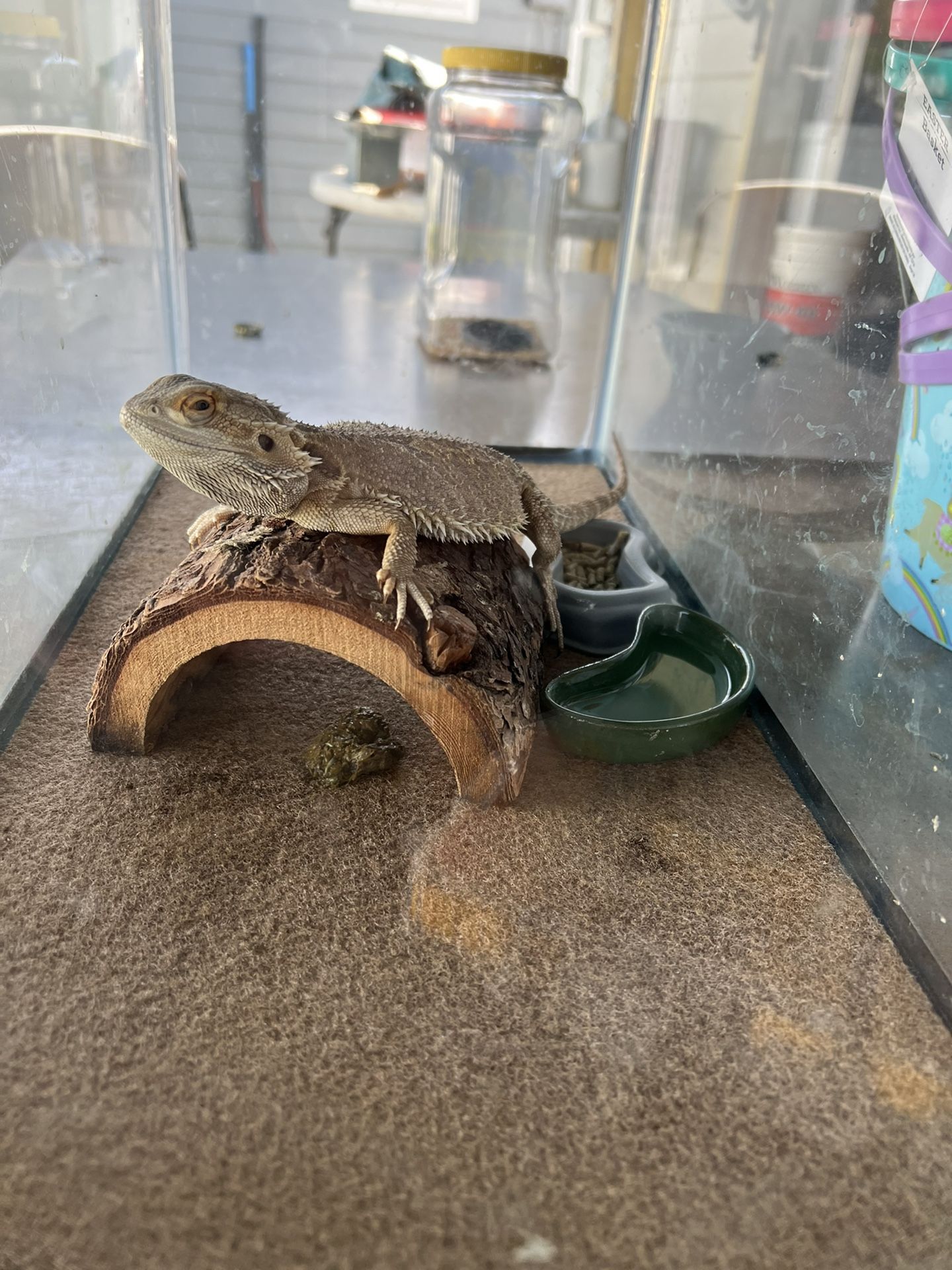 Bearded dragon