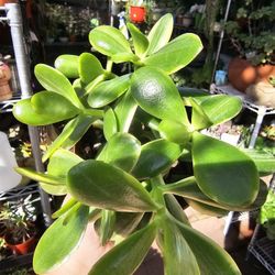 Succulent  plants 4" pot $5ea