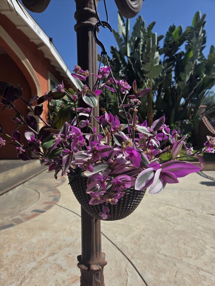 Hanging Tradescantia Nanouk Pink