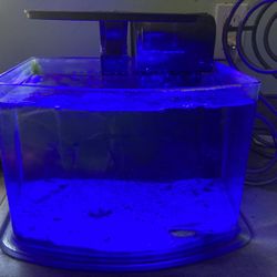 3 Gallon Rimlesss Fish Tank/light/filter 