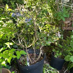 Dwarf Korean Lilac Miss Kim