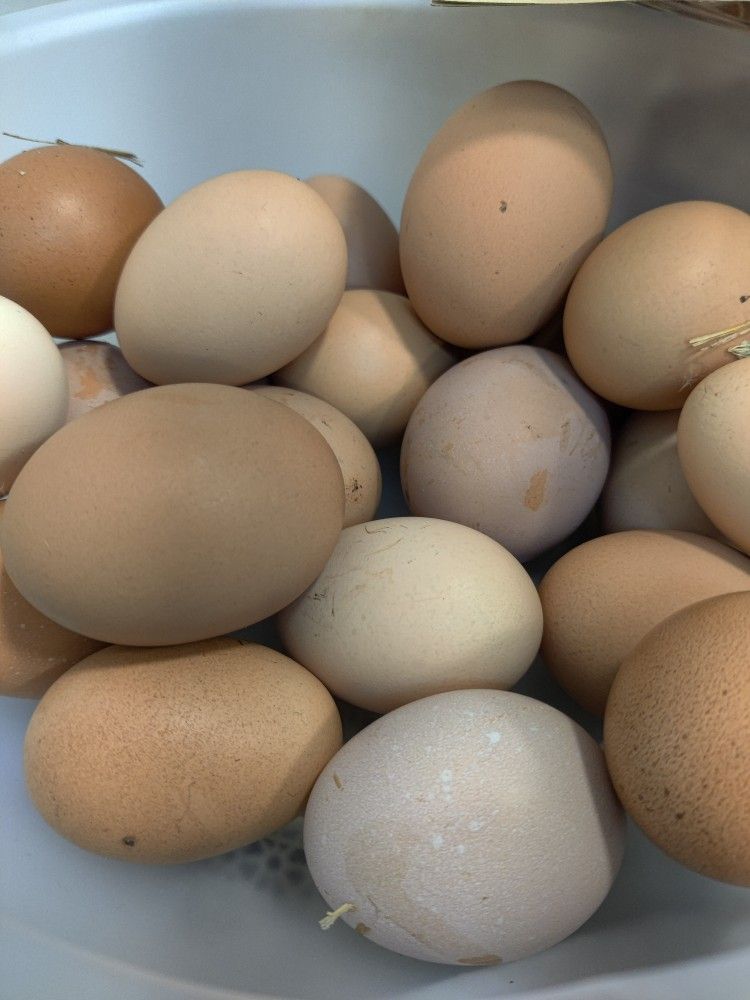Fresh Chicken Eggs