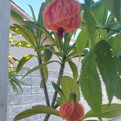Chinese Lantern/Tiger Paw