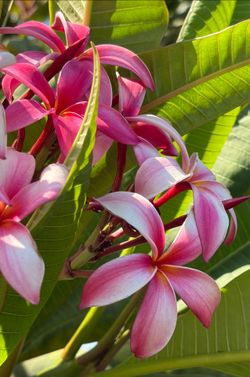 Pink Plumeria