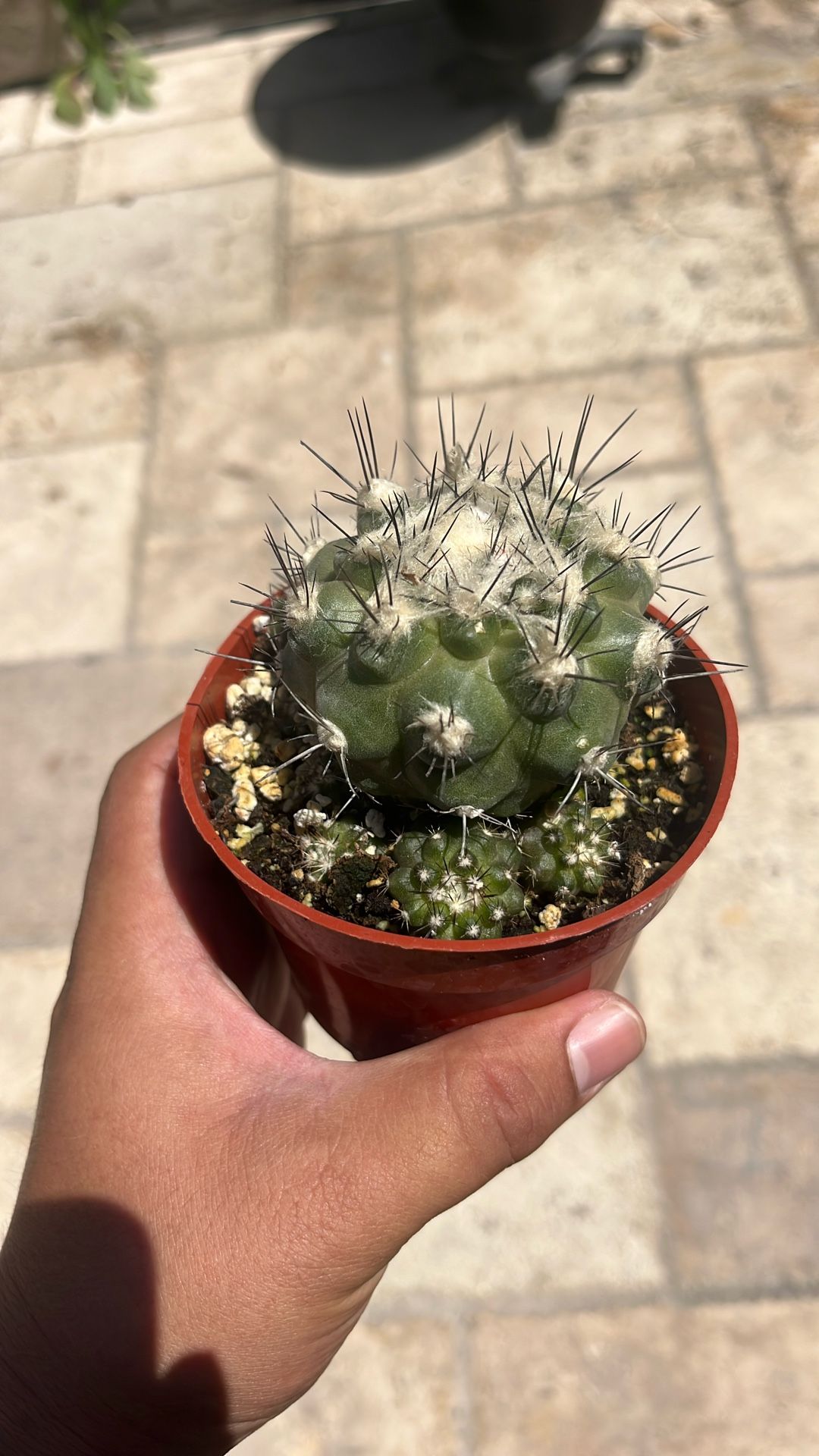 Copiapoa Cactus Rare Succulent