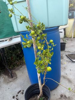 Key lime 5 gallons pot , 3 feet tall , fruiting,$95 cash , no trade