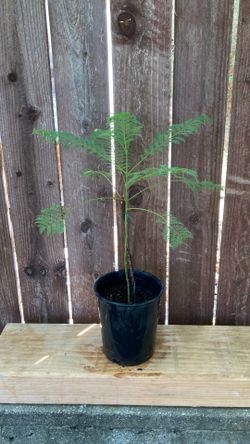 1-Gallon Jacaranda Tree.