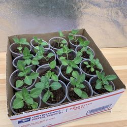 Kapoor Tulsi Holy Basil Live Plants Albahaca Santa Planta - 1 box of 16 Plants - 4 inch pot