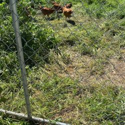 Chicken Fence 