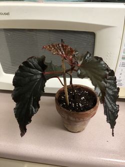 Little Miss Mummy Begonia Plant 