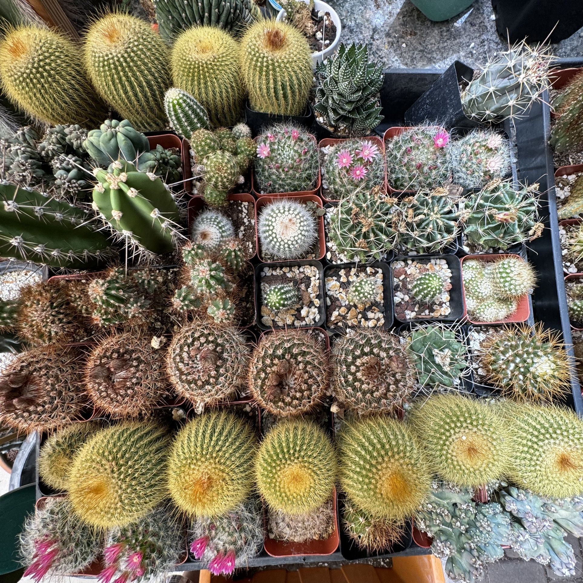 Cactus, Cacti, Cactuses  Cactus Seedlings  Cactus Babies for Sale in  North Las Vegas, NV - OfferUp