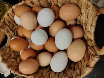 Farm fresh eggs