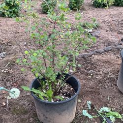 Berrys Plants 