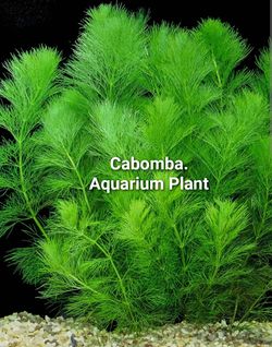 Cabomba and other aquarium plants