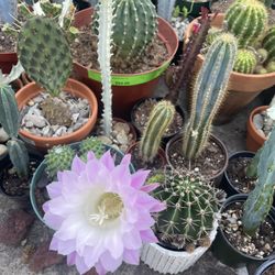 Easter Lily Cactus Flowers 🌸 