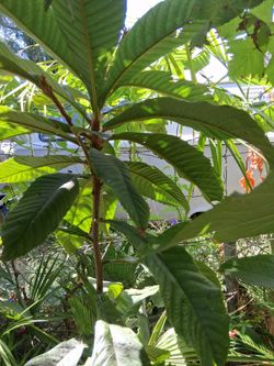 Loquat mispero
